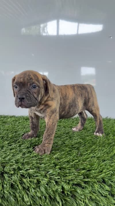Lucy, a female Olde English Bulldogge for sale in Lagrange, IN – 5 of 5