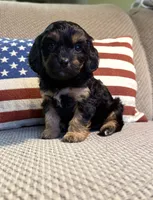 Joy, a female Cavapoo for sale in Lagrange, IN – Photo 1 of 5