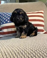 Joy, a female Cavapoo for sale in Lagrange, IN – Photo 3 of 5