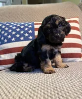 Joy, a female Cavapoo for sale in Lagrange, IN – Photo 2 of 5