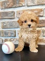 Slugger Toy F1, a male Cavapoo for sale in Lagrange, IN – 4 of 7