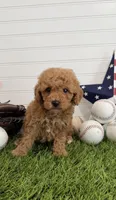 Homer, a male Cavapoo for sale in Lagrange, IN – 5 of 6
