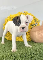 Jani, a male Boxer for sale in Lagrange, IN – Photo 1 of 4