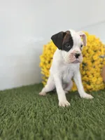 Jani, a male Boxer for sale in Lagrange, IN – Photo 3 of 4