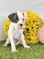 Jani, a male Boxer for sale in Lagrange, IN – Photo 2 of 4