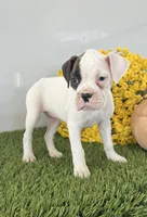 Jani, a male Boxer for sale in Lagrange, IN – Photo 4 of 4