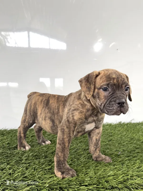 Lucy – Olde English Bulldogge puppy for sale in Lagrange, IN