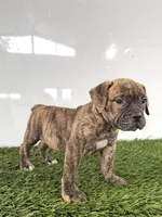 Lucy, a female Olde English Bulldogge for sale in Lagrange, IN – 1 of 5