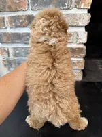 Rookie, a male Cavapoo for sale in Lagrange, IN – 6 of 7