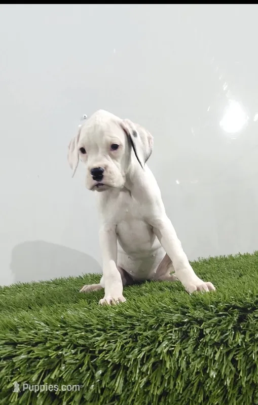 Jazzy – Boxer puppy for sale in Lagrange, IN