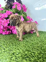 Jase, a male Olde English Bulldogge for sale in Lagrange, IN – Photo 3 of 3