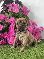 Jase, a male Olde English Bulldogge for sale in Lagrange, IN – Photo 1 of 3
