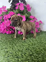 Jase, a male Olde English Bulldogge for sale in Lagrange, IN – Photo 2 of 3