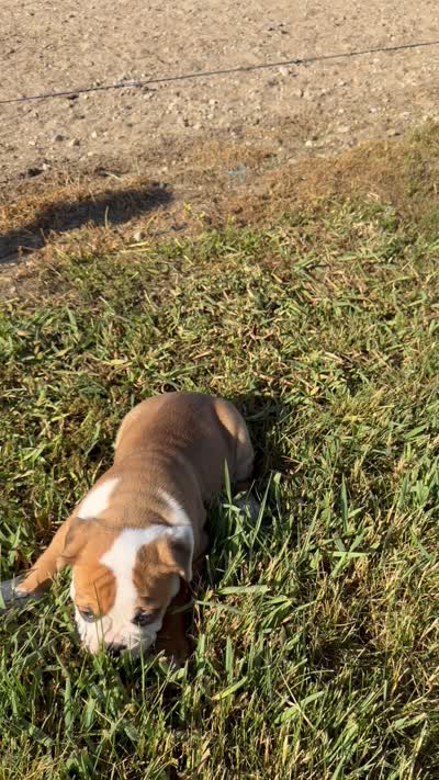 Sadie, a female Olde English Bulldogge for sale in Lagrange, IN – 5 of 5
