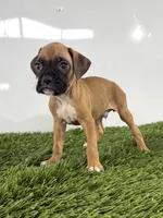 Mac, a male Boxer for sale in Lagrange, IN – 3 of 5
