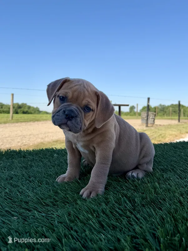 Luna  – Olde English Bulldogge puppy for sale in Lagrange, IN
