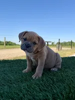 Luna , a female Olde English Bulldogge for sale in Lagrange, IN – 1 of 6