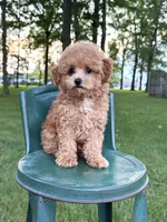 Toy F1Freddy, a male Cavapoo for sale in Lagrange, IN – 2 of 5