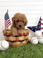 Homer, a male Cavapoo for sale in Lagrange, IN – 2 of 6