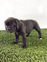 Lani, a female Olde English Bulldogge for sale in Lagrange, IN – 4 of 5