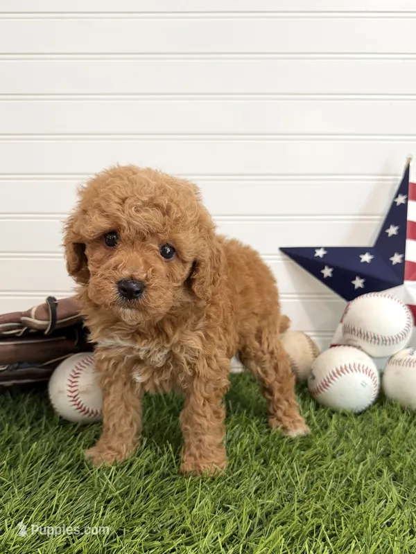 Homer – Cavapoo puppy for sale in Lagrange, IN