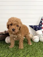 Homer, a male Cavapoo for sale in Lagrange, IN – 1 of 6