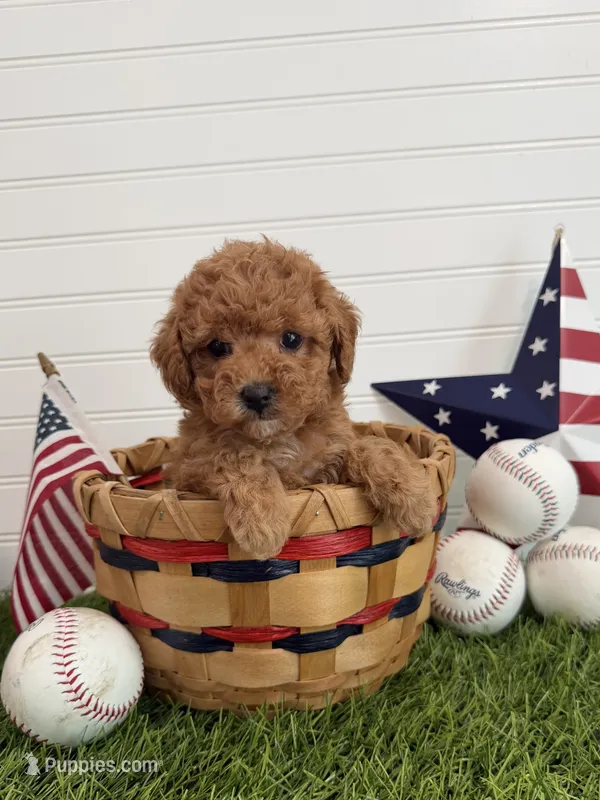 Wrigley – Cavapoo puppy for sale in Lagrange, IN