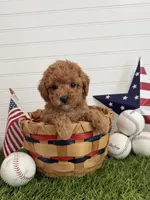 Wrigley, a female Cavapoo for sale in Lagrange, IN – 1 of 7