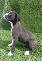 Jana, a female Boxer for sale in Lagrange, IN – 4 of 4
