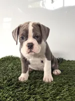 Liv, a female Olde English Bulldogge for sale in Lagrange, IN – 2 of 5