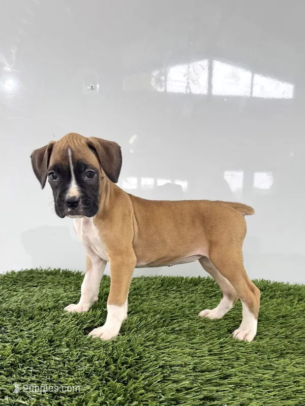Maci – Boxer puppy for sale in Lagrange, IN
