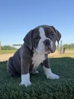 Willow , a female Olde English Bulldogge for sale in Lagrange, IN – 2 of 5