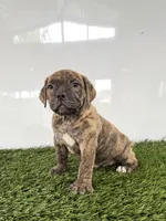 Lucy, a female Olde English Bulldogge for sale in Lagrange, IN – 4 of 5