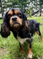 Frosty, a male Cavapoo for sale in Lagrange, IN – Photo 4 of 5