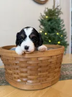 Frosty, a male Cavapoo for sale in Lagrange, IN – Photo 1 of 5
