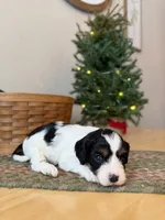 Frosty, a male Cavapoo for sale in Lagrange, IN – Photo 2 of 5