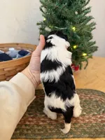 Frosty, a male Cavapoo for sale in Lagrange, IN – Photo 3 of 5