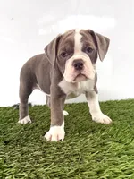 Liv, a female Olde English Bulldogge for sale in Lagrange, IN – 4 of 5