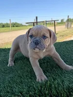 Luna , a female Olde English Bulldogge for sale in Lagrange, IN – 3 of 6