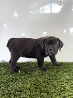 Lani, a female Olde English Bulldogge for sale in Lagrange, IN – 3 of 5