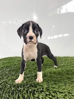 Myla, a female Boxer for sale in Lagrange, IN – 2 of 5