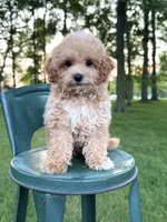  Toy F1 Teddy, a male Cavapoo for sale in Lagrange, IN – 2 of 5