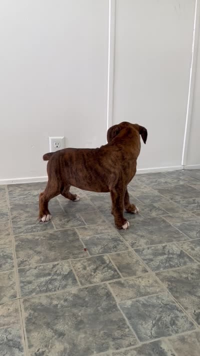 Mable, a female Boxer for sale in Lagrange, IN – 5 of 5