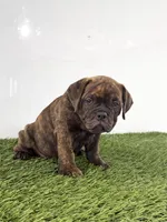 Laken, a female Olde English Bulldogge for sale in Lagrange, IN – 4 of 5