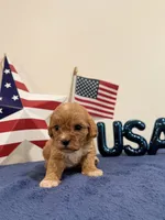 Sparkler, a male Cavapoo for sale in Lagrange, IN – 4 of 5