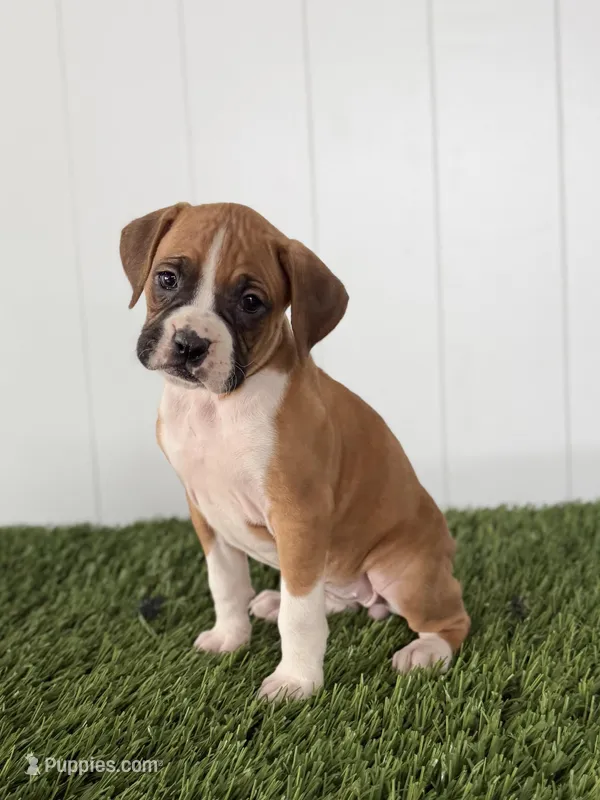 Piper – Boxer puppy for sale in Lagrange, IN