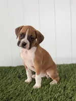 Piper, a female Boxer for sale in Lagrange, IN – Photo 1 of 4