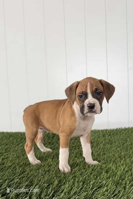 Piper – Boxer puppy for sale in Lagrange, IN