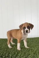 Piper, a female Boxer for sale in Lagrange, IN – Photo 3 of 4