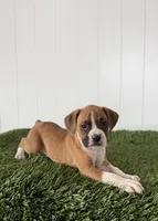 Piper, a female Boxer for sale in Lagrange, IN – Photo 4 of 4